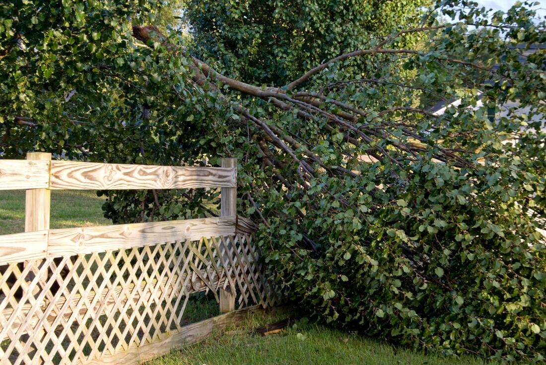 tree fell in the fence