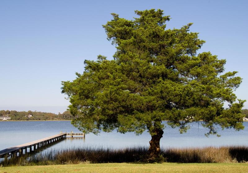 big tree near the lake